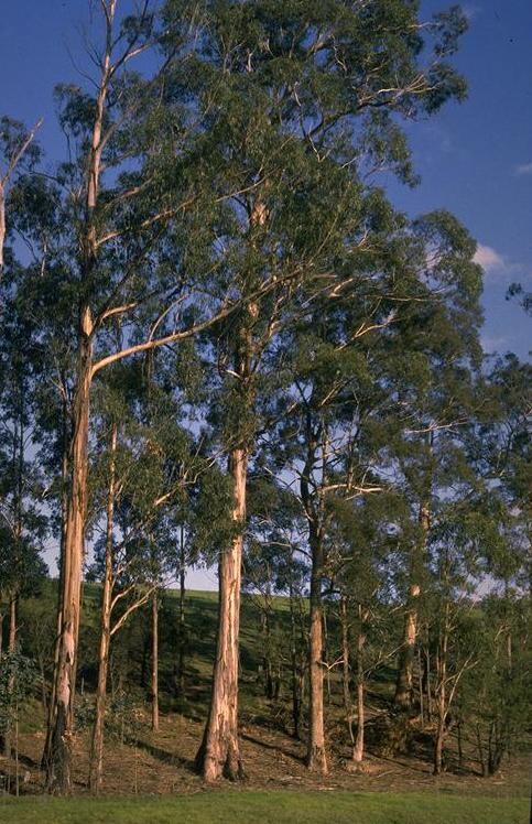 Eucalyptus_globulus_subsp._maidenii.jpg