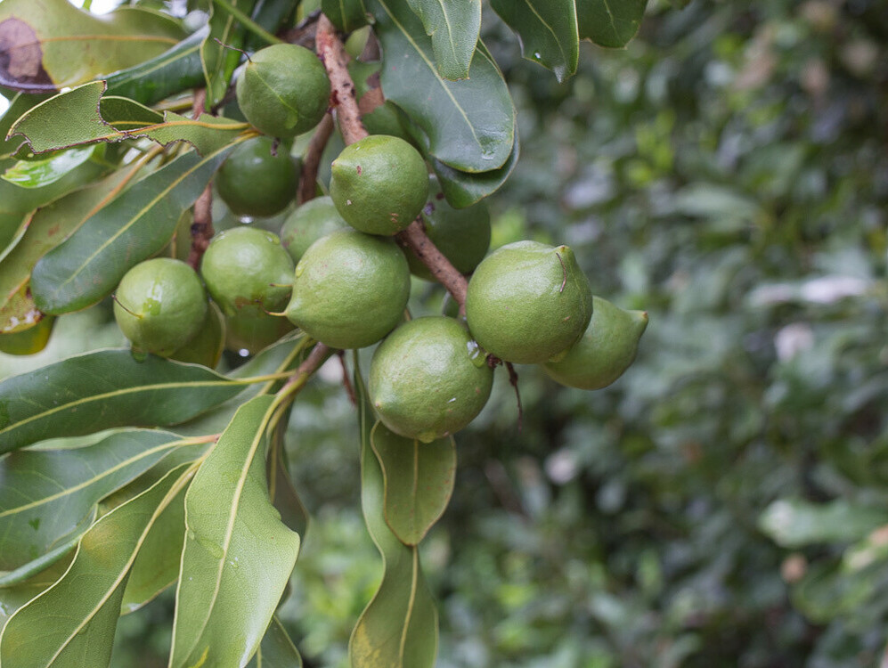 Macadamia integrifolia-0547.6270.jpg