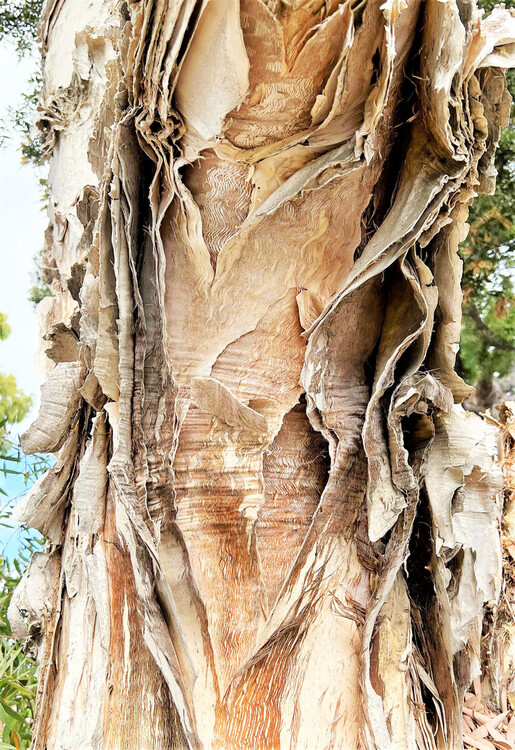 Paperbark-Bark-IMG_0748-5-scaled.jpg
