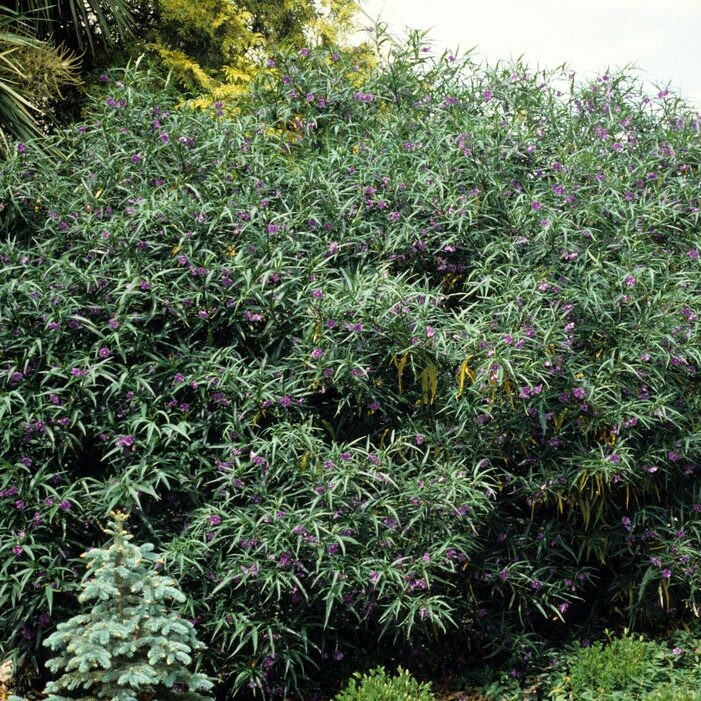 Solanum-laciniatum-04-e1549438291362.jpg