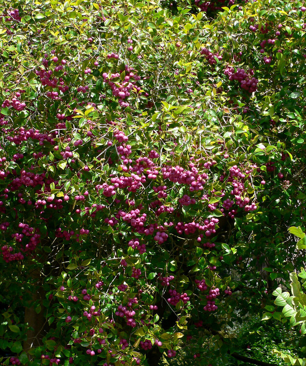 Syzygium_smithii_2.jpg