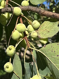 Terminalia_ferdinandiana_fruit.jpg